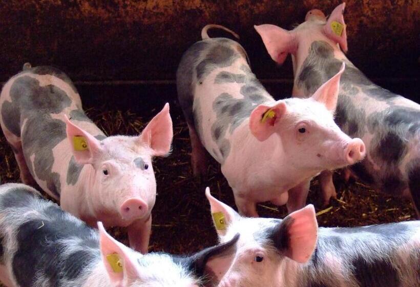 酒店 Bauernhof Mairing