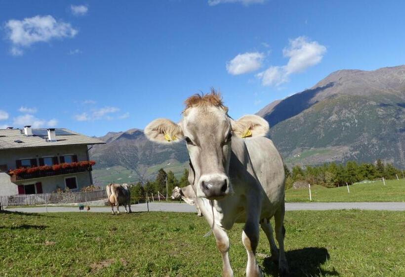 酒店 Bauernhof Mairing