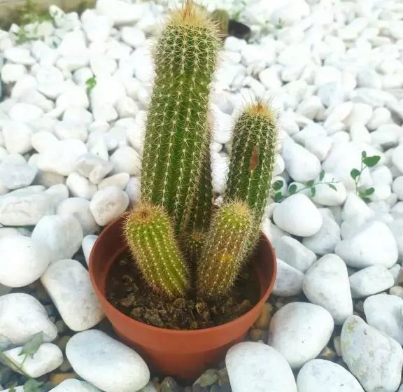 ペンション Alojamiento Mª Carmen