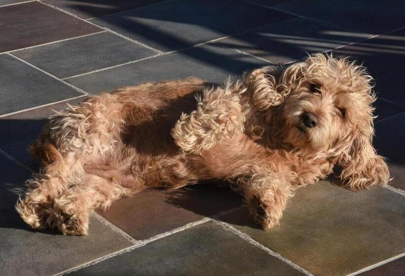 مبيت وإفطار Villa Violette