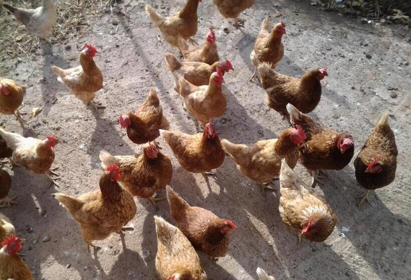 هتل Casa Rural Finca Las Dulces