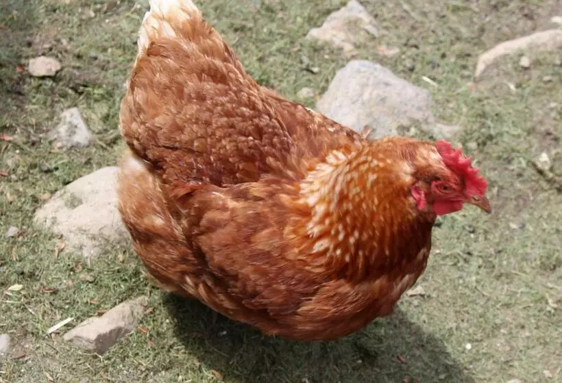 ホテル Watscherhof
