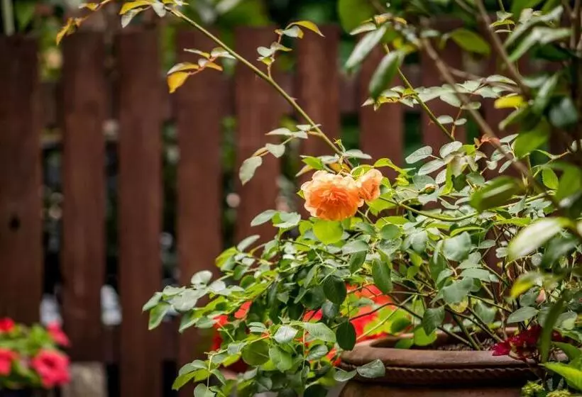 Aamiaismajoitus (B&B) Albert House