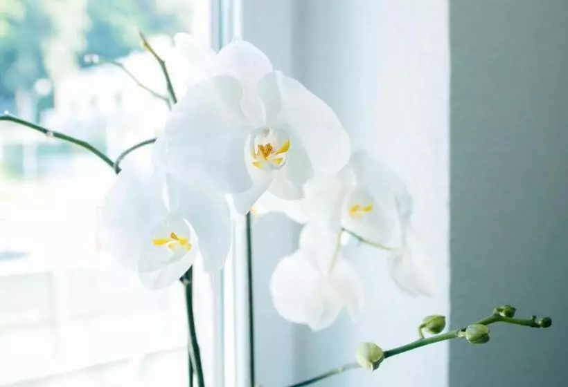 Aamiaismajoitus (B&B) Rooms 73   Helga Bartos