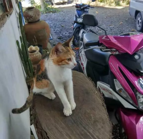 リゾートホテル Paseo Del Mar Seaside Inn