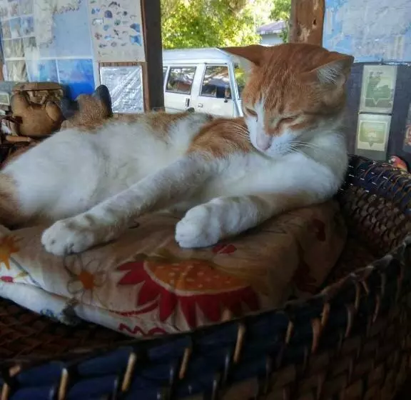 リゾートホテル Paseo Del Mar Seaside Inn