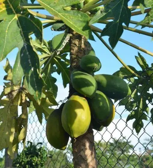 تختخواب و صبحانه La Maison Soleil