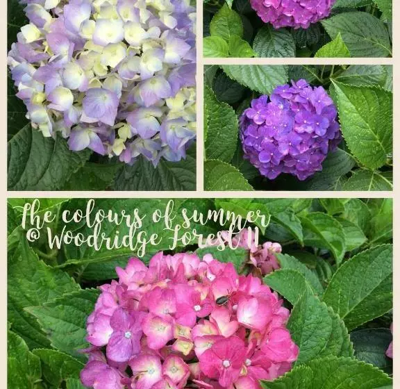 ペンション Guest House Woodridge Forest 11