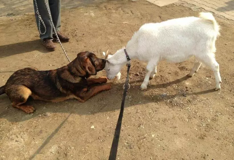 Gasthof Pension Rabl