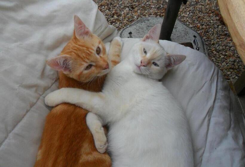 تختخواب و صبحانه Chambres D Hôtes La Turone