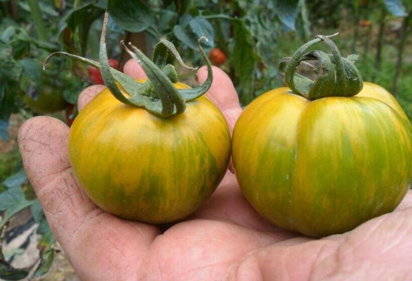 تختخواب و صبحانه Chambres D Hôtes La Turone