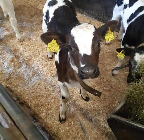 فندق Bichlhof Riedenberg