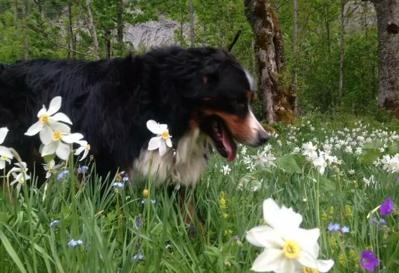 ペンション Reitbauernhof Schartner