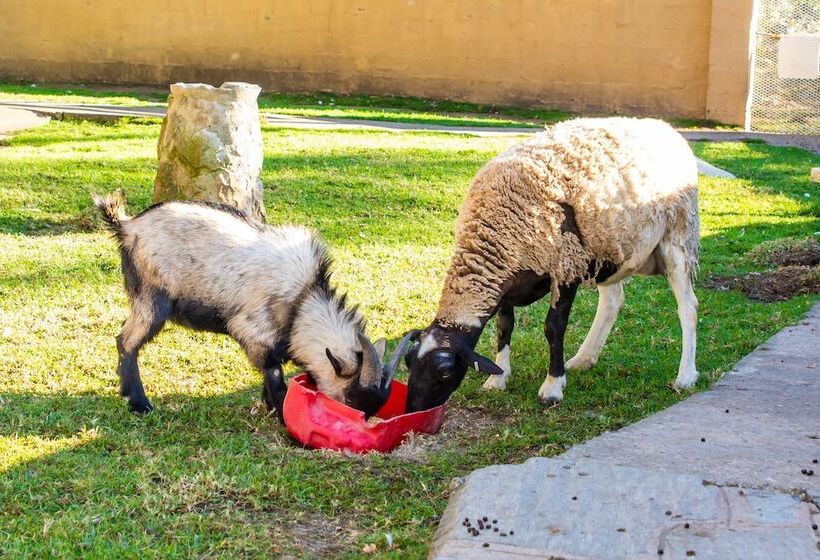 호텔 Gooderson Drakensberg Gardens Golf & Spa Resort