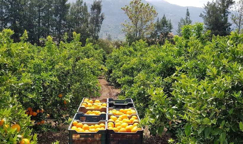 Finca Ca S Curial   Agroturismo   Adults Only