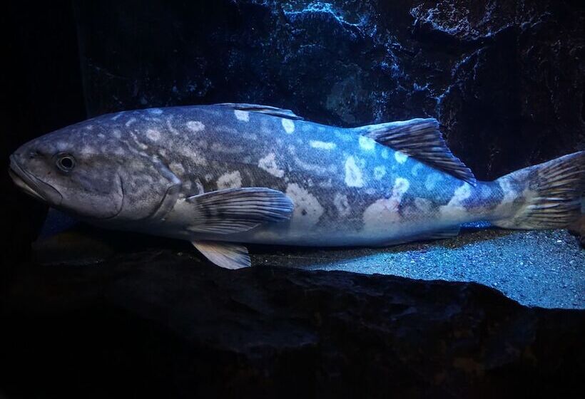 酒店 Toyoko Inn Fujisan Numazu-eki Kita-guchi No.1