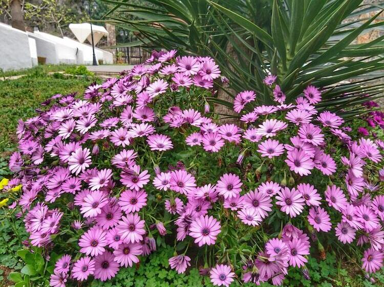 בית מלון כפרי Ata Lagoon Beach