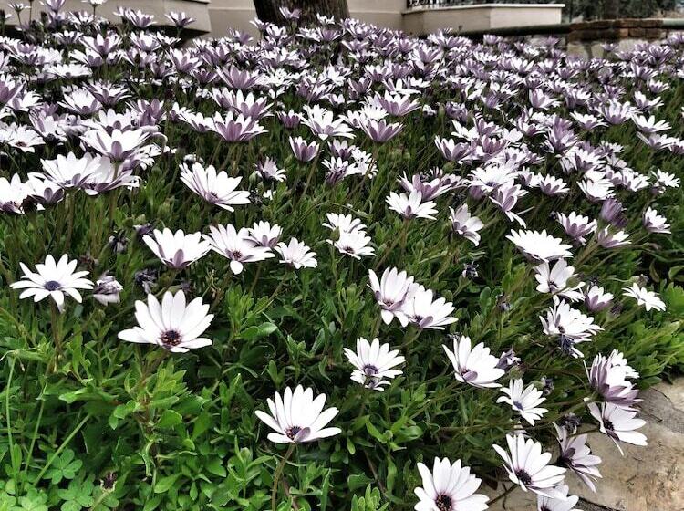 בית מלון כפרי Ata Lagoon Beach