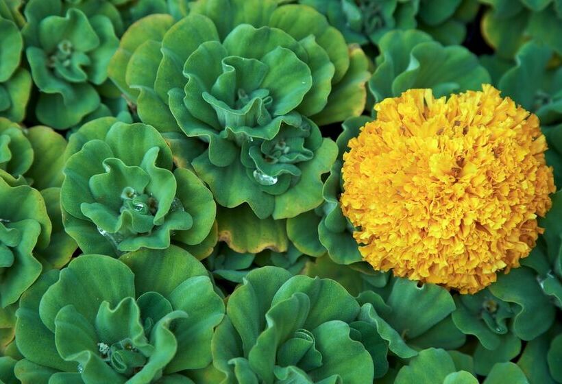 Hotel Komaneka At Rasa Sayang Ubud