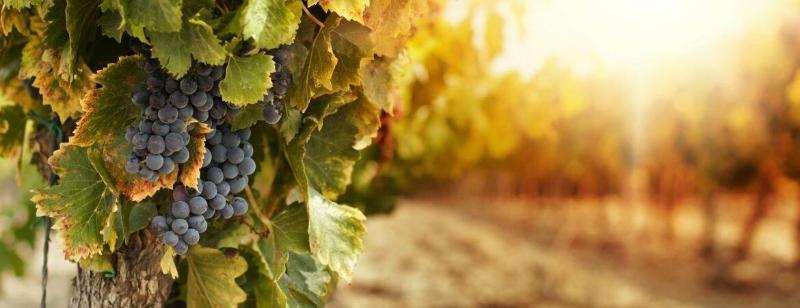 호텔 The Woodbridge Waterfront Rooms