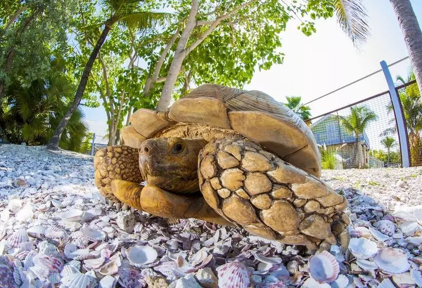 ホテル Ibis Bay Resort