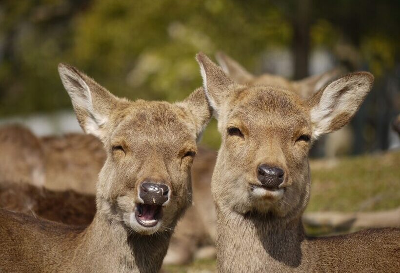 בית מלון כפרי New Wakasa