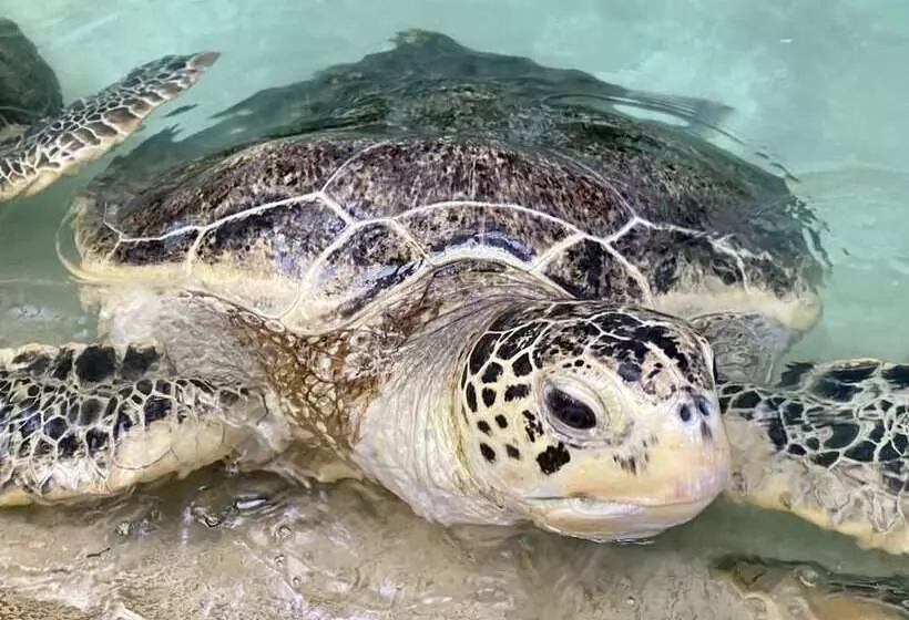 Hotel Toyoko Inn Fujisan Numazu-eki Kita-guchi No.2