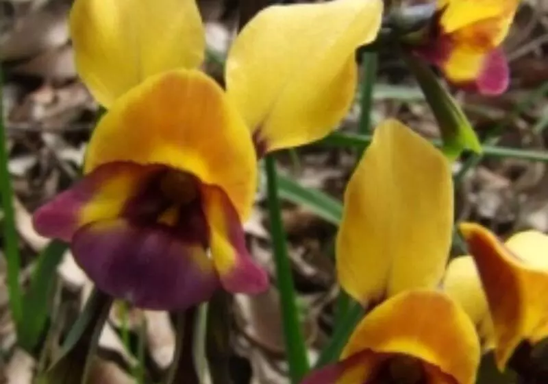 Pinnacles Edge Resort