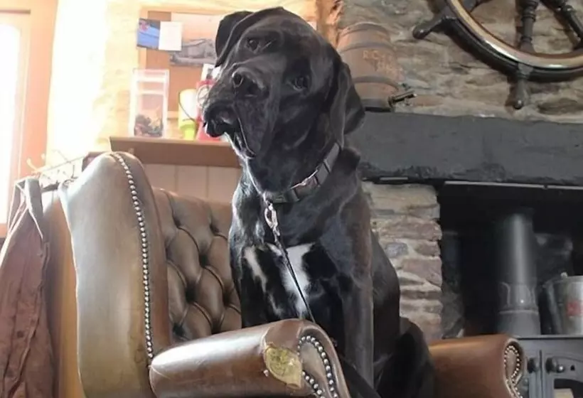 בית מלון כפרי Royal Oak Inn