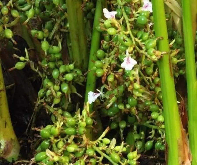 Hotel Elysium Garden