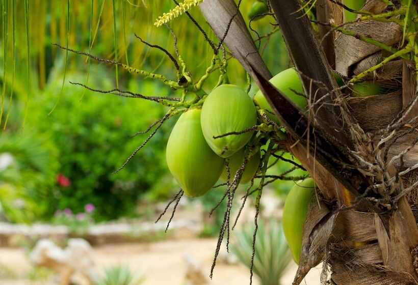 مبيت وإفطار Camp Akumal   Hosted Family Bungalows