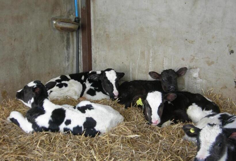 فندق Alltyfyrddin Farm Guest House At The Merlin S Hill Centre