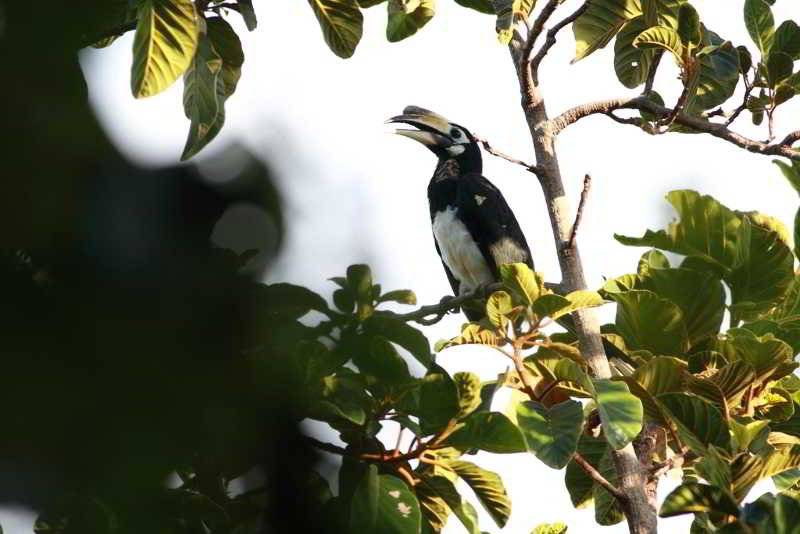 בית מלון כפרי Ambong Rainforest Retreat