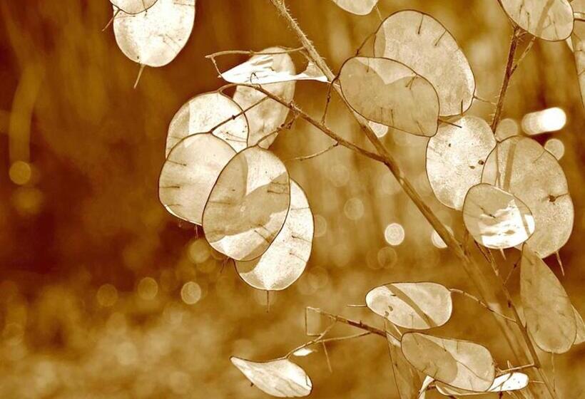 פנסיון Ficodindia Rooms