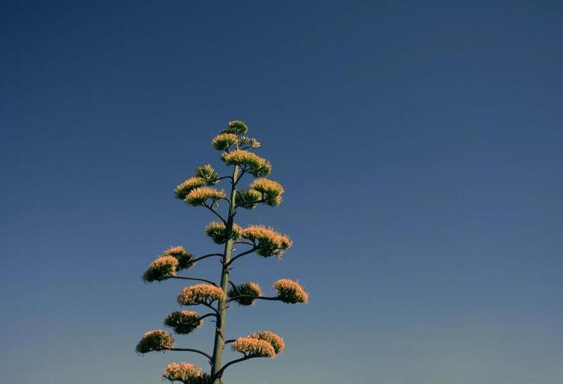 פנסיון Ficodindia Rooms