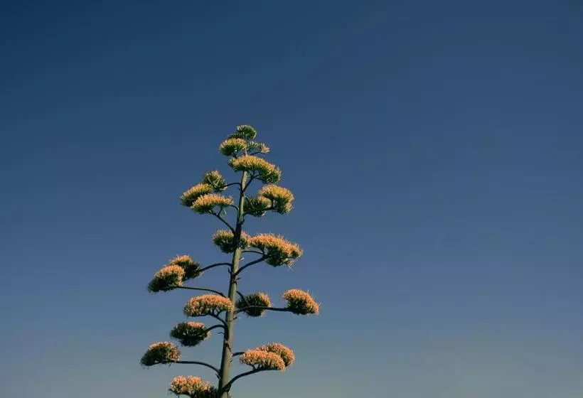 Majatalo Ficodindia Rooms