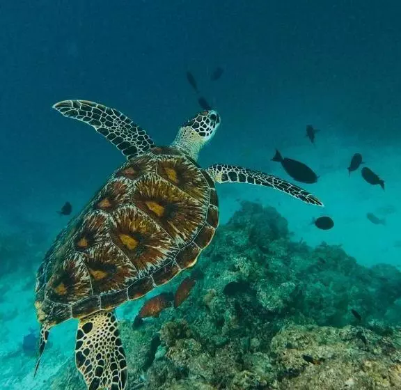 پانسیون Beach Stone