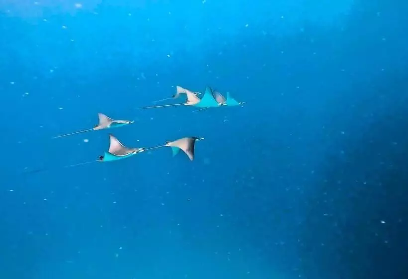 پانسیون Beach Stone