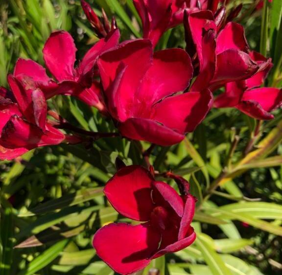 بنسيون La Madeleine De Jaillans