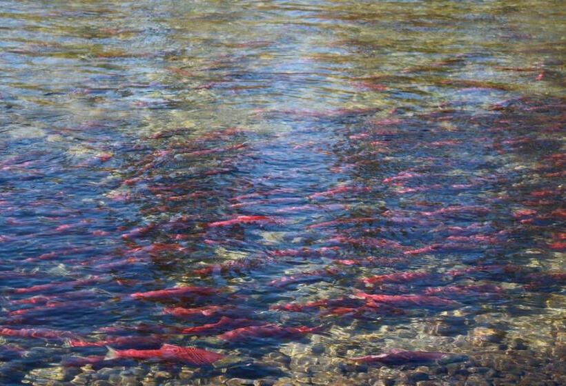 Отель Hilltop Inn  Salmon Arm