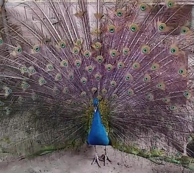 ホテル Pousada Fazendinha Beach Club Arraial Do Cabo