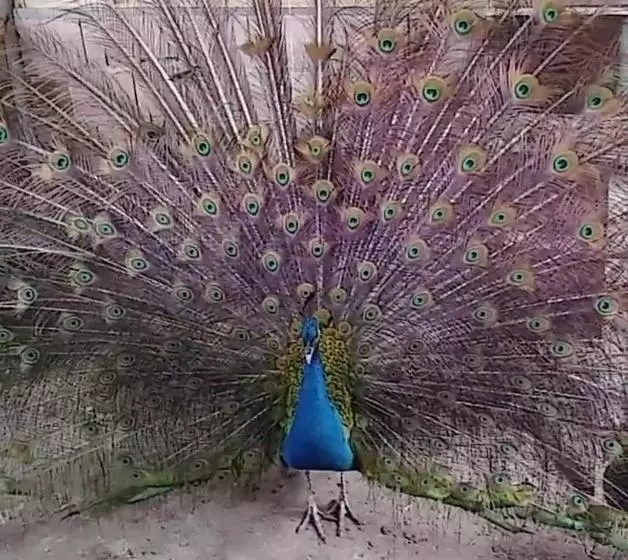 ホテル Pousada Fazendinha Beach Club Arraial Do Cabo