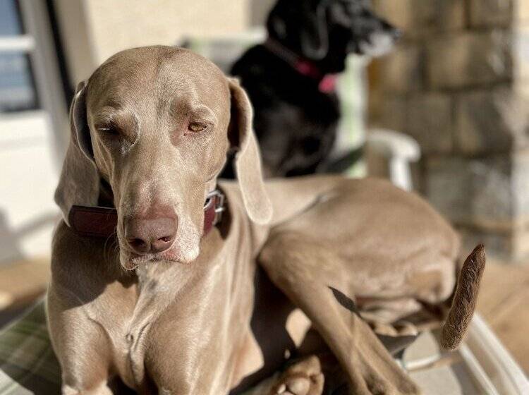 ベッドアンドブレックファースト Villa Daphné