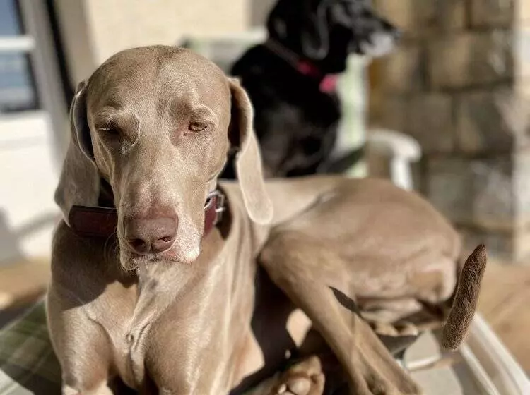 Aamiaismajoitus (B&B) Villa Daphné