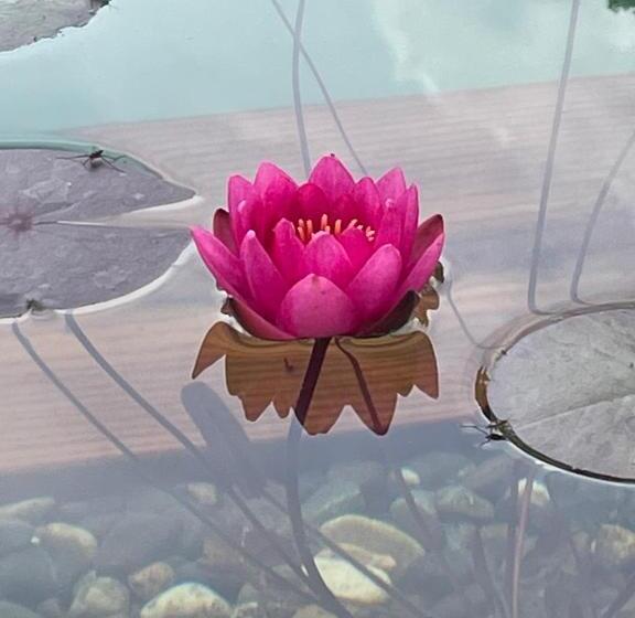 Bed and Breakfast Maison Magnolia