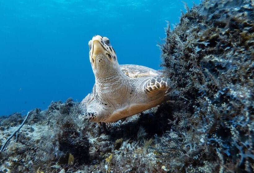 فندق Puerto Libre