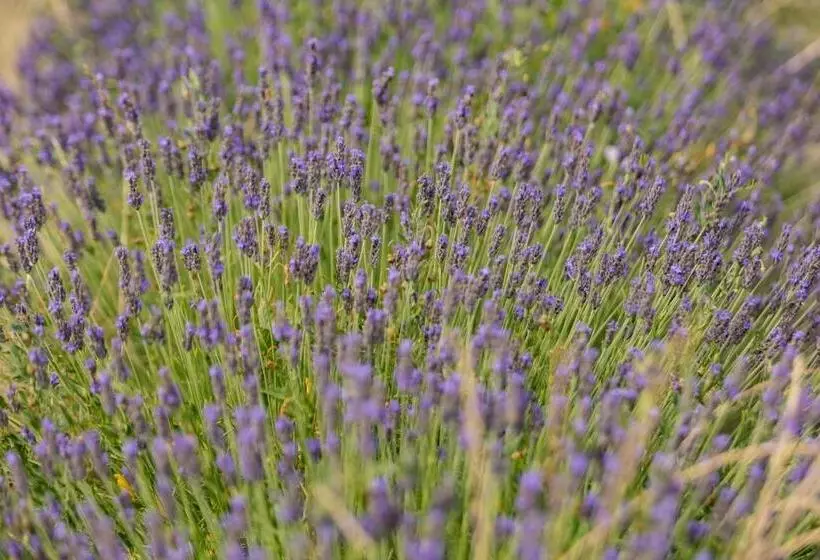 ホテル Agriturismo La Valle Della Lavanda Podere Mezzastrada