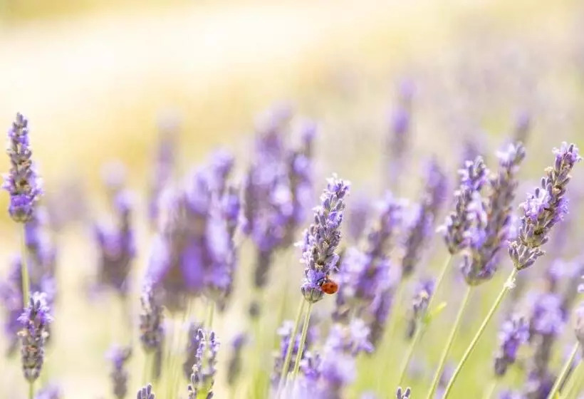 ホテル Agriturismo La Valle Della Lavanda Podere Mezzastrada