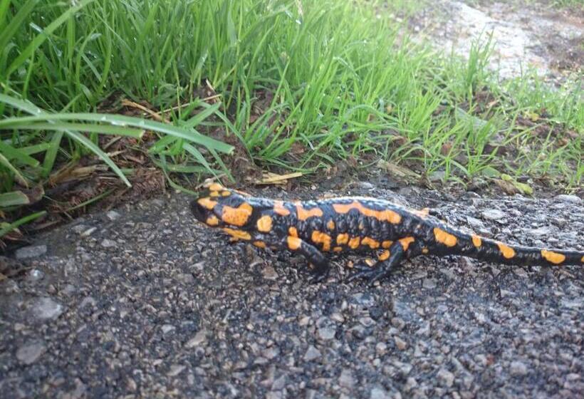 Otel Bio Bauernhof Kurzeck