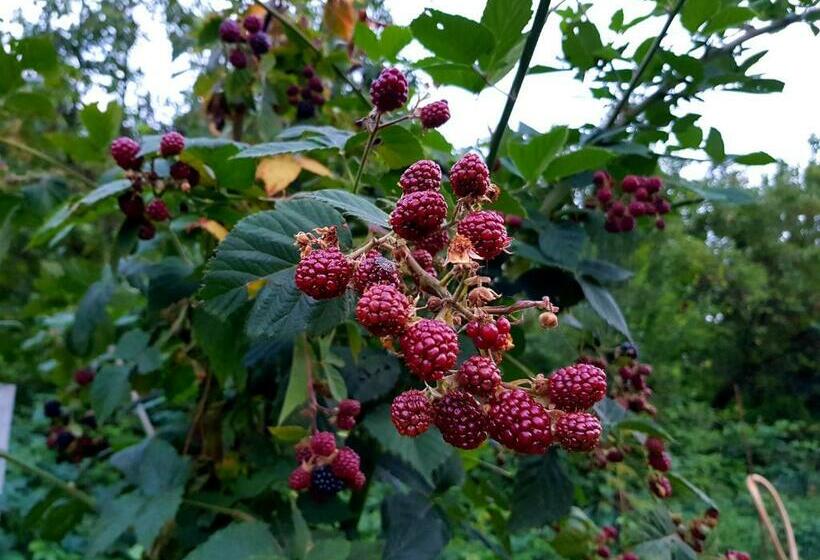 بنسيون Da Marianna